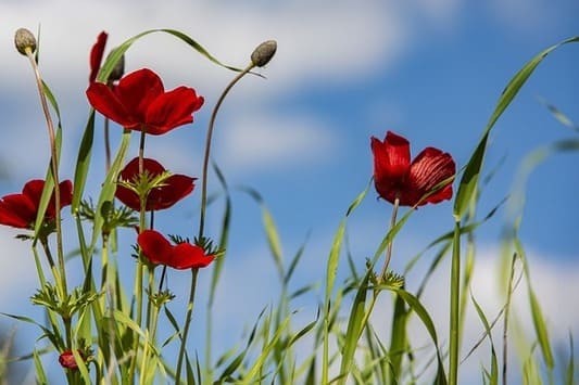 What to Plant in Spring: Flowers, Succulents and Sunlight Tips